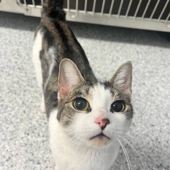 American Shorthair Cats Available for Adoption - Brooke | PetCurious