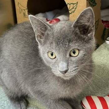 Trinket -  Domestic Short Hair Cat for Adoption in Baltimore, Maryland - Trinket | PetCurious