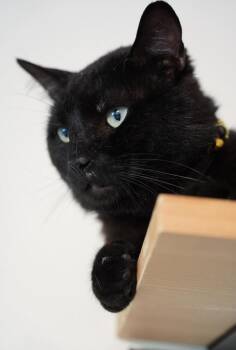 Domestic Short Hair Cats Available for Adoption - Amadeus ( Super Friendly & A Character) | PetCurious