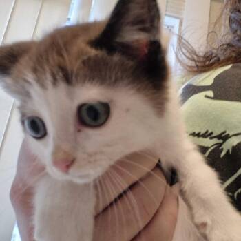 Maze -  Domestic Short Hair Cat for Adoption in Summerlee, West Virginia - Maze | PetCurious