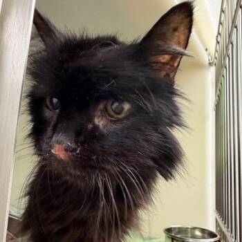 Domestic Long Hair Cats Available for Adoption in Harrisonburg, Virginia - 70701 | PetCurious