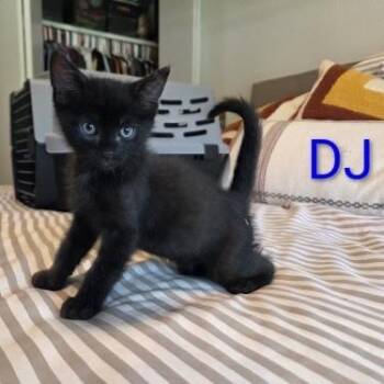 DJ -  Domestic Short Hair Cat for Adoption in Bentonville, Arkansas - DJ | PetCurious