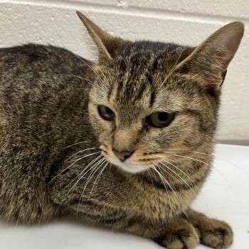 Aubrie -  Domestic Short Hair Cat for Adoption in Grand Rapids, Michigan - Aubrie | PetCurious