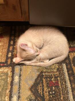 Rescue Tabby Cats for Adoption in Blairsville, Georgia - CHAI The ADORABLE KITTEN | PetCurious