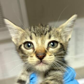 Domestic Short Hair Cats Available for Adoption in Yuma, Arizona - Remi | PetCurious