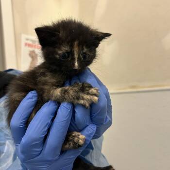 Outer Limits -  Domestic Short Hair Cat for Adoption in Park City, Utah - Outer Limits | PetCurious