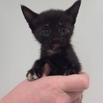 Marshmellow 4 -  Domestic Short Hair Cat Available for Adoption in Sand Springs, Oklahoma - Marshmellow 4 | PetCurious