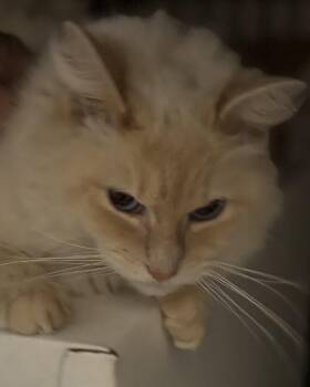 Domestic Long Hair and Siamese Cats Available for Adoption in Ben Avon, Pennsylvania - SARA | PetCurious