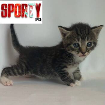 Rescue Domestic Short Hair Cats for Adoption in Chesapeake, Virginia - Sporty Spice | PetCurious