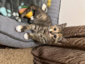 Rescue Domestic Short Hair Cats for Adoption in Lexington, Kentucky - Sabrina | PetCurious