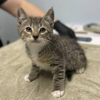 Buffalo -  Domestic Short Hair Cat for Adoption in Riverside, California - Buffalo | PetCurious