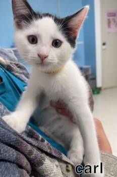 Carl -  Domestic Short Hair Cat for Adoption in Hollister, California - Carl | PetCurious