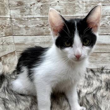 Ysabel -  Domestic Short Hair Cat for Adoption in Lexington, Kentucky - Ysabel | PetCurious