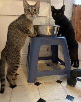 Domestic Short Hair Cats Available for Adoption in San Francisco, California - Matilda (bonded With Mary) | PetCurious