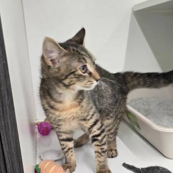 Domestic Short Hair Cats Available for Adoption - Aracelli | PetCurious