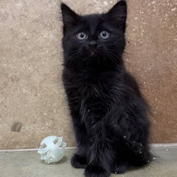 Sky -  Domestic Long Hair Cat for Adoption in Hanson, Massachusetts - Sky | PetCurious
