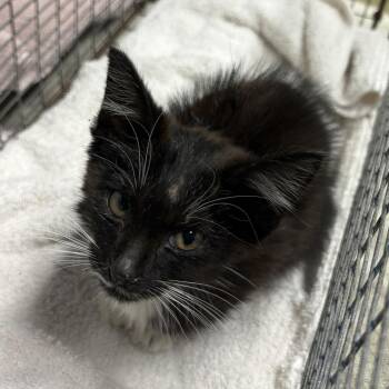 IVHS-Stray-140086 -  Domestic Short Hair Cat for Adoption in San Gabriel, California - IVHS-Stray-140086 | PetCurious