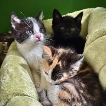 Dumpling -  Domestic Short Hair Cat for Adoption in Washougal, Washington - Dumpling | PetCurious