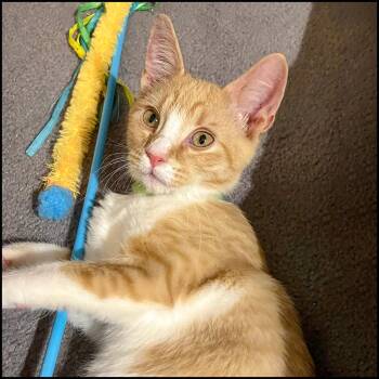 Rescue Domestic Short Hair and Tabby Cats for Adoption in Roswell, Georgia - Jermaine | PetCurious