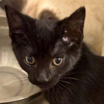 Anna -  Domestic Short Hair Cat for Adoption - Anna | PetCurious