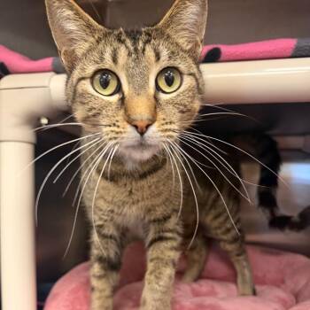 Domestic Short Hair Cats Available for Adoption in Keizer, Oregon - Tiger Lily | PetCurious