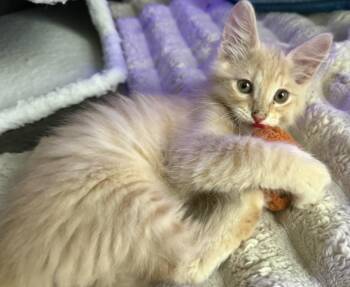 Fuzzy-Smalls Viola -  Tabby and Domestic Long Hair Cat for Adoption in Chandler, Arizona - Fuzzy-Smalls Viola | PetCurious