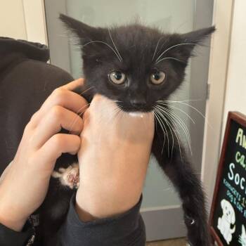 Axolotl -  Domestic Short Hair Cat for Adoption in Louisville, Kentucky - Axolotl | PetCurious