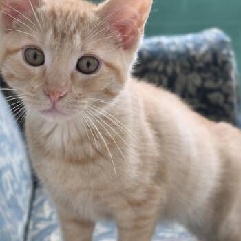 Garth -  Domestic Short Hair Cat for Adoption in Dandridge, Tennessee - Garth | PetCurious
