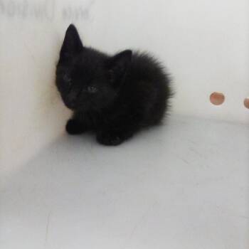 Domestic Short Hair Cats Available for Adoption in Columbus, Georgia - Toothless | PetCurious
