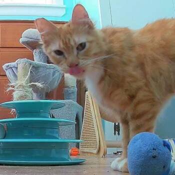 Lucy -  Domestic Medium Hair Cat for Adoption in Baker City, Oregon - Lucy | PetCurious