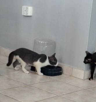 Spirit -  Domestic Short Hair Cat for Adoption in Franklin, Massachusetts - Spirit | PetCurious