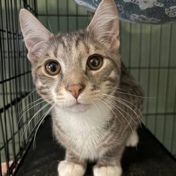 Domestic Short Hair Cats Available for Adoption - Goose | PetCurious