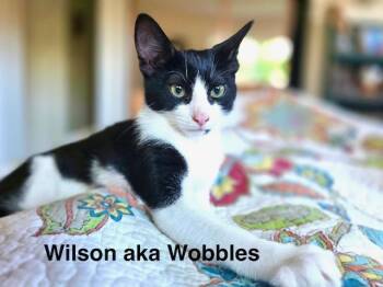 Wilson, aka Wobbles -  Tuxedo Cat for Adoption in Tustin, California - Wilson, Aka Wobbles | PetCurious
