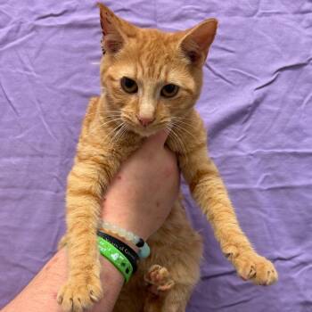 Pocus -  Domestic Short Hair Cat for Adoption in Trenton, New Jersey - Pocus | PetCurious