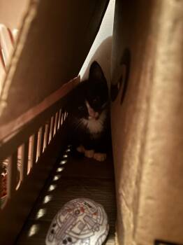Mermouse -  Domestic Short Hair Cat for Adoption in Salisbury, North Carolina - Mermouse | PetCurious