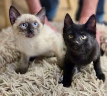 Winnie & Buddy -  Domestic Short Hair Cat for Adoption in The Dalles, Oregon - Winnie & Buddy | PetCurious