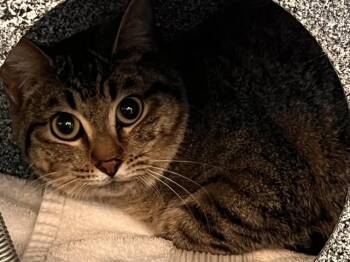 Domestic Short Hair Cats Available for Adoption in Colorado Springs, Colorado - MABLE | PetCurious