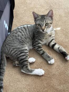Domestic Short Hair Cats Available for Adoption in Hudson, New Hampshire - Finn | PetCurious