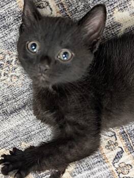 Domestic Short Hair Cats Available for Adoption in Allegan, Michigan - Nova * | PetCurious