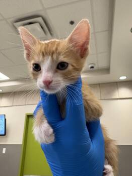 SUNNY D -  Domestic Short Hair Cat for Adoption in Las Vegas, Nevada - SUNNY D | PetCurious