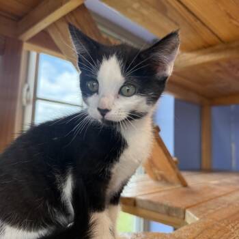 Uber Eats -  Domestic Short Hair Cat for Adoption in Brookings, South Dakota - Uber Eats | PetCurious