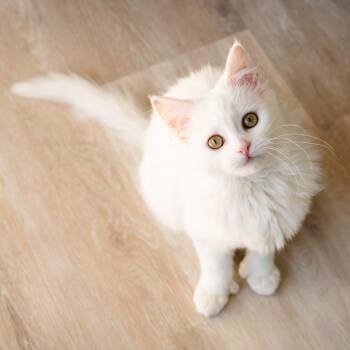 Jasmine -  Domestic Medium Hair Cat for Adoption in Durango, Colorado - Jasmine | PetCurious