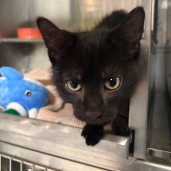 Domestic Short Hair Cats Available for Adoption in Springfield, Illinois - Quake | PetCurious