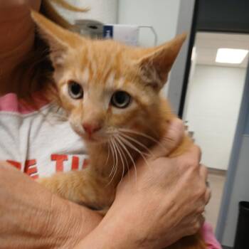 Snyder -  Domestic Short Hair Cat Available for Adoption in Chattanooga, Tennessee - Snyder | PetCurious