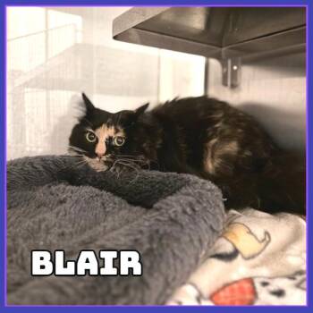 Blair -  Domestic Long Hair Cat for Adoption in Glenwood, Minnesota - Blair | PetCurious