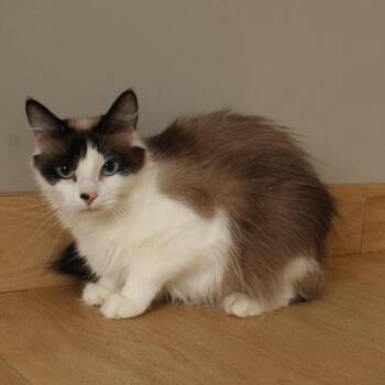 Lili C70551 -  Ragdoll and Domestic Short Hair Cat for Adoption in Minnetonka, Minnesota - Lili C70551 | PetCurious