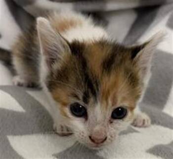 SHERRY -  Domestic Short Hair Cat for Adoption in Rosenberg, Texas - SHERRY | PetCurious