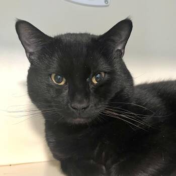 Domestic Short Hair Cats Available for Adoption in Victor, New York - Dracula | PetCurious