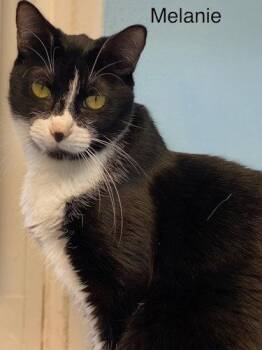 Melanie - Center -  Tuxedo Cat for Adoption in Oakland Park, Florida - Melanie - Center | PetCurious