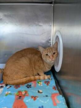 Sunshine -  Domestic Short Hair Cat for Adoption in El Paso, Texas - Sunshine | PetCurious